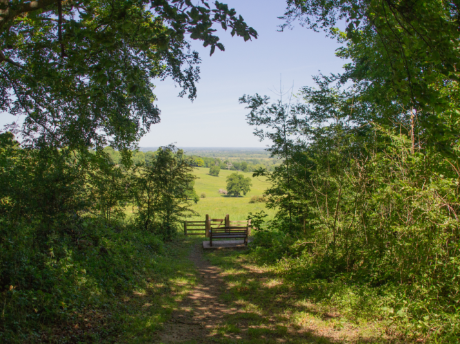 a Vista in Wytham Woods