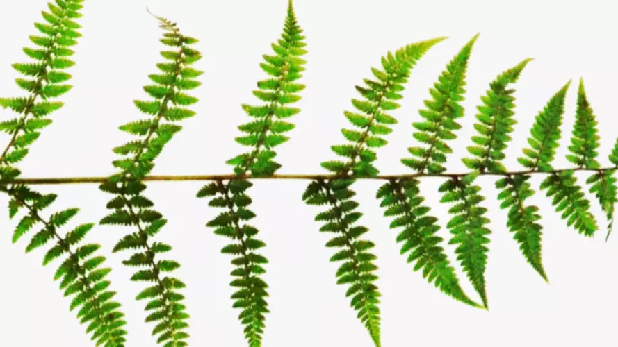 fern