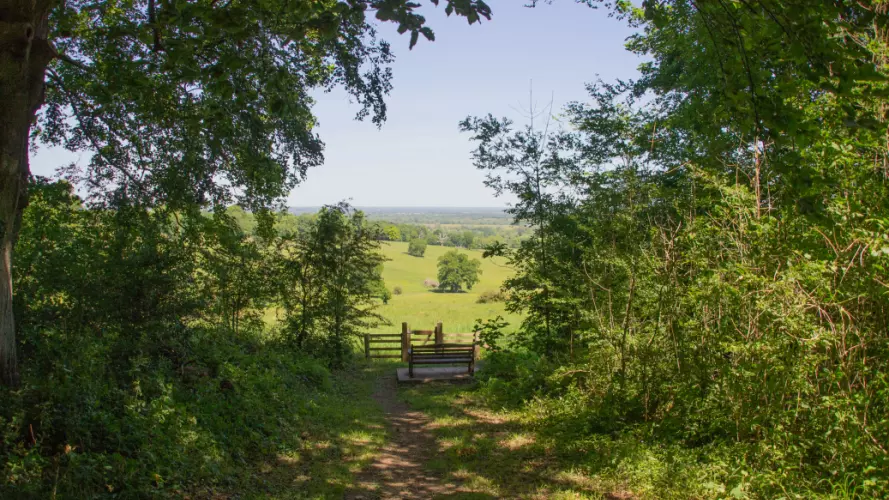 a Vista in Wytham Woods