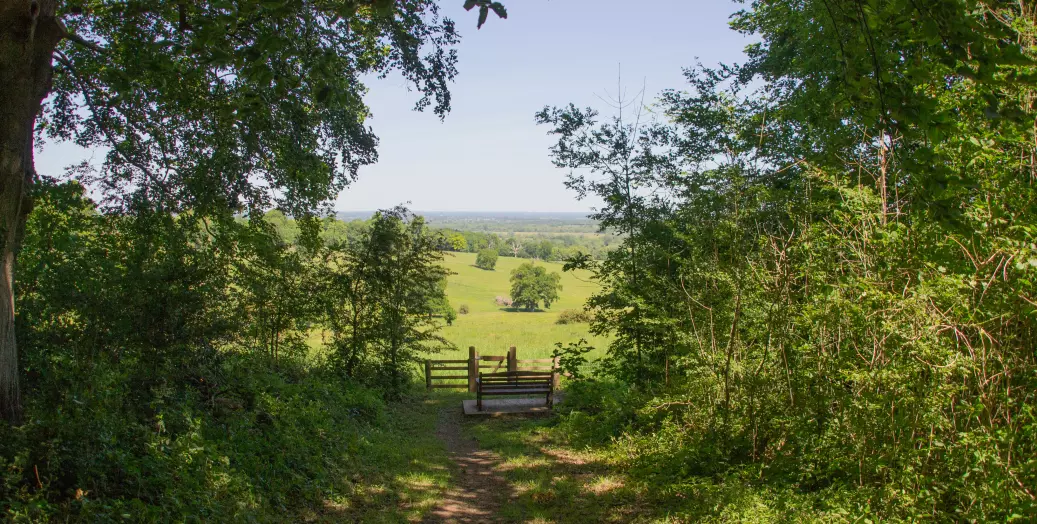 a Vista in Wytham Woods